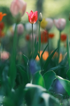 R5.05.13_札幌円山公園