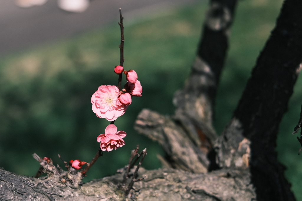 R5.04.30_リベンジ平岡公園梅まつり⑥