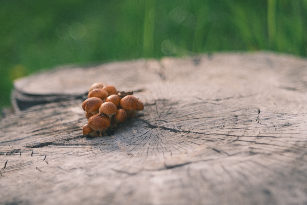 R5.04.16_夕方散歩①