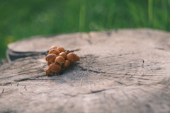 R5.04.16_夕方散歩①