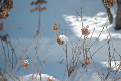 R4.01.19_在宅ワーク中の昼休み①