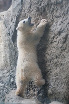 R4.04.29_旭山動物園④