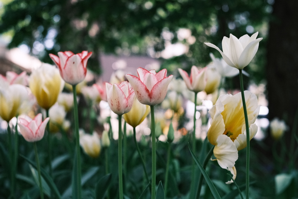 R5.05.13_札幌円山公園②