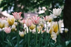 R5.05.13_札幌円山公園②