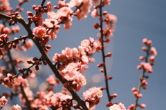 R5.04.30_リベンジ平岡公園梅まつり⑫