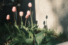 R5.05.02_夕方散歩③