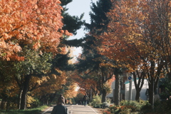 R7.11.03_紅葉散歩④