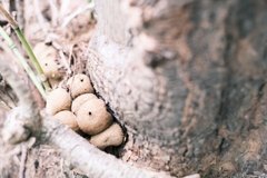 R5.09.30_夫婦登山_藻岩山②