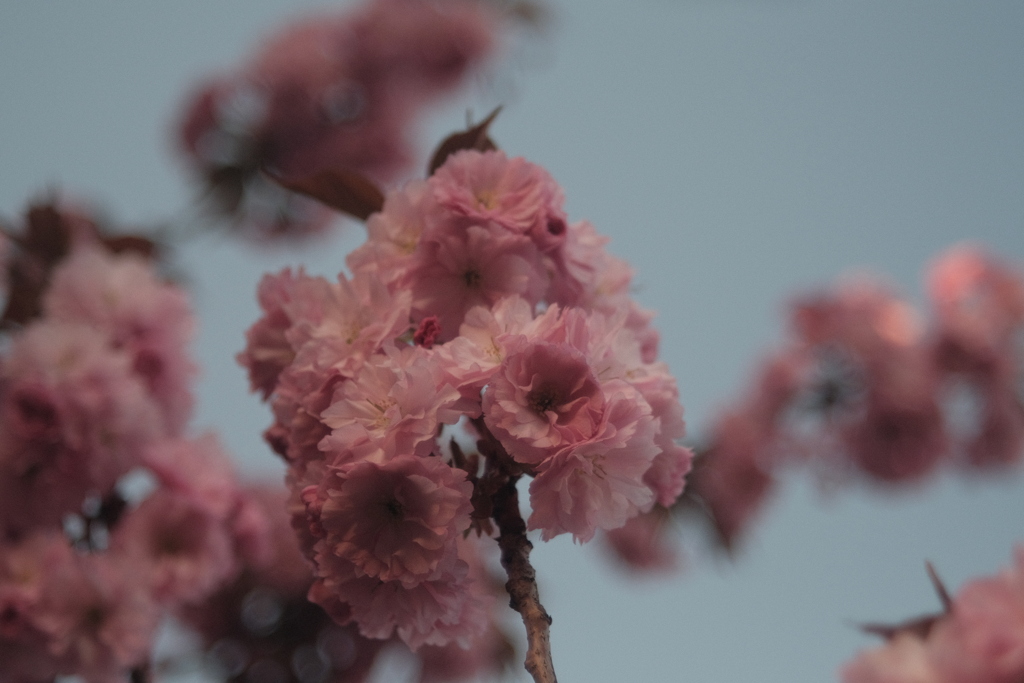 R4.05.10_夕方散歩②