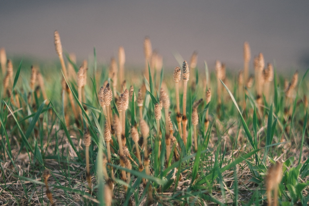 R5.04.16_夕方散歩②