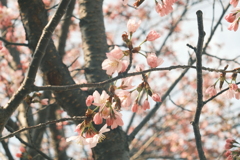 R6.04.21_近所の桜②