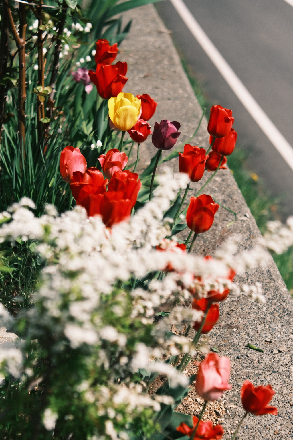 R5.05.07_近場散歩㉕