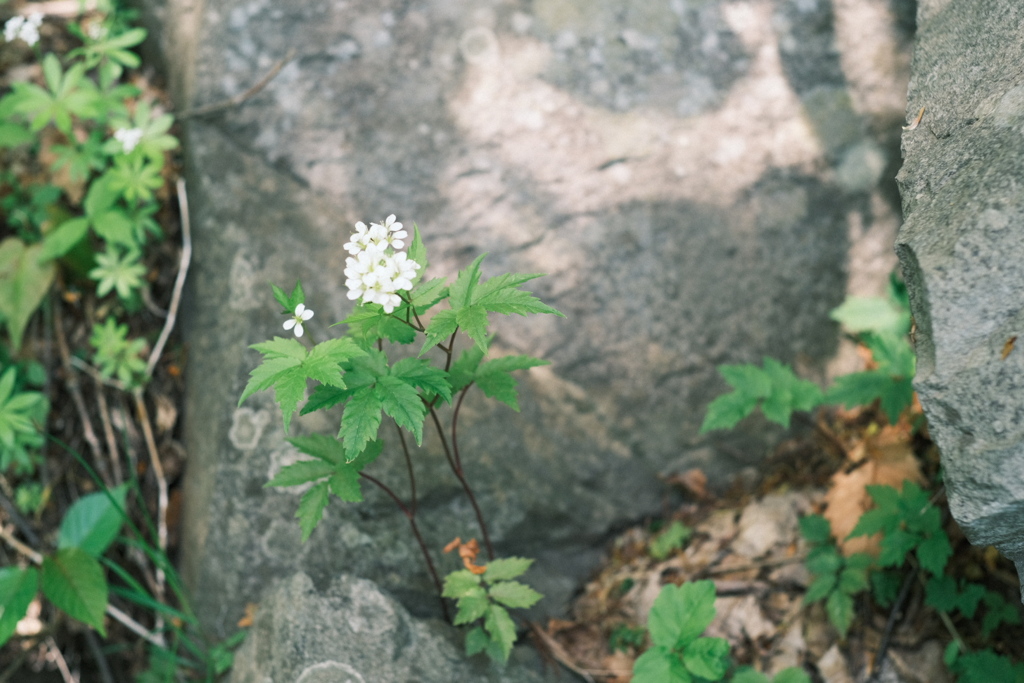 R5.05.14_夫婦登山_八剣山⑧