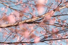 R4.04.25_桜③
