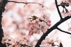 R5.04.22_夫婦登山_藻岩山①