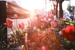 R5.05.12_夕方散歩④