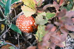 R5.10.08_夫婦登山_暑寒別岳③