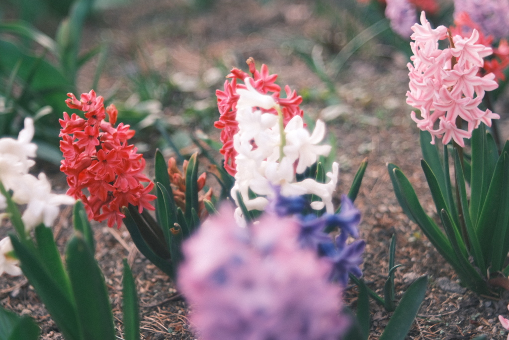 R5.04.16_夕方散歩③