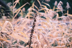 R5.11.02_夕方散歩②