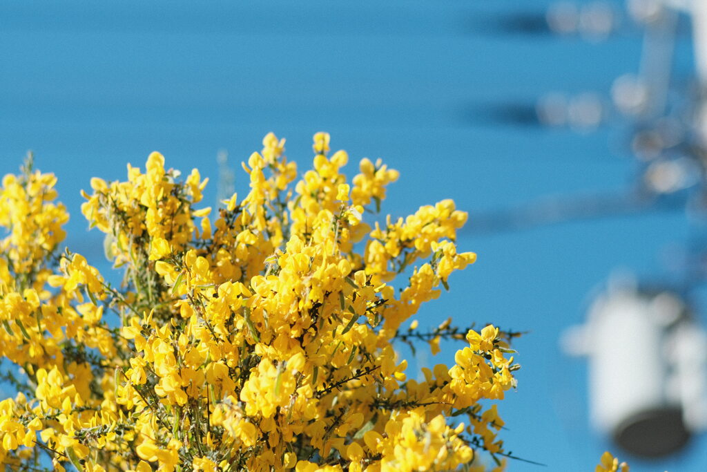 R4.06.12_夫と散歩⑤