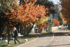 R7.11.03_紅葉散歩③