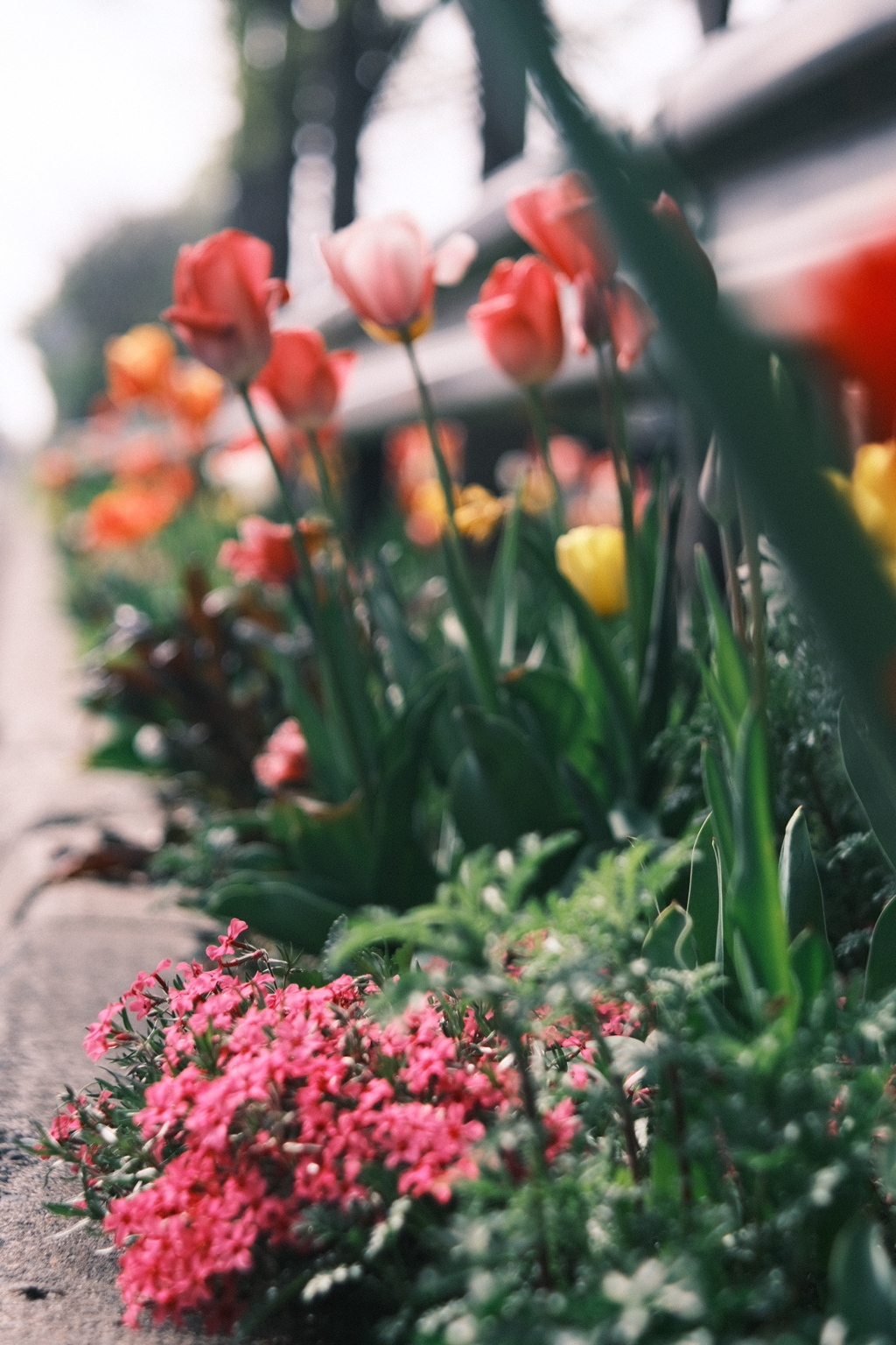 R5.05.07_近場散歩⑫