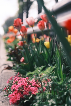 R5.05.07_近場散歩⑫