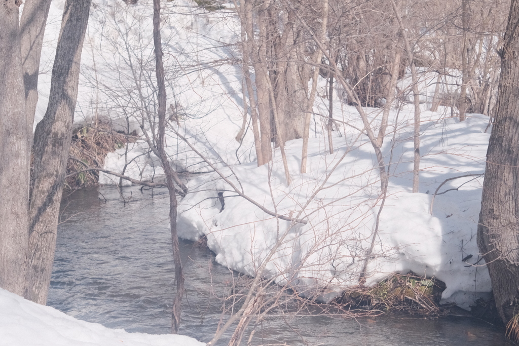 R4.03.27_西岡公園①