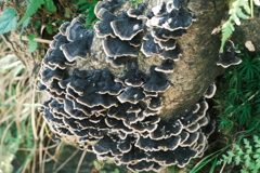 R5.09.10_夫婦登山_恵庭岳⑤