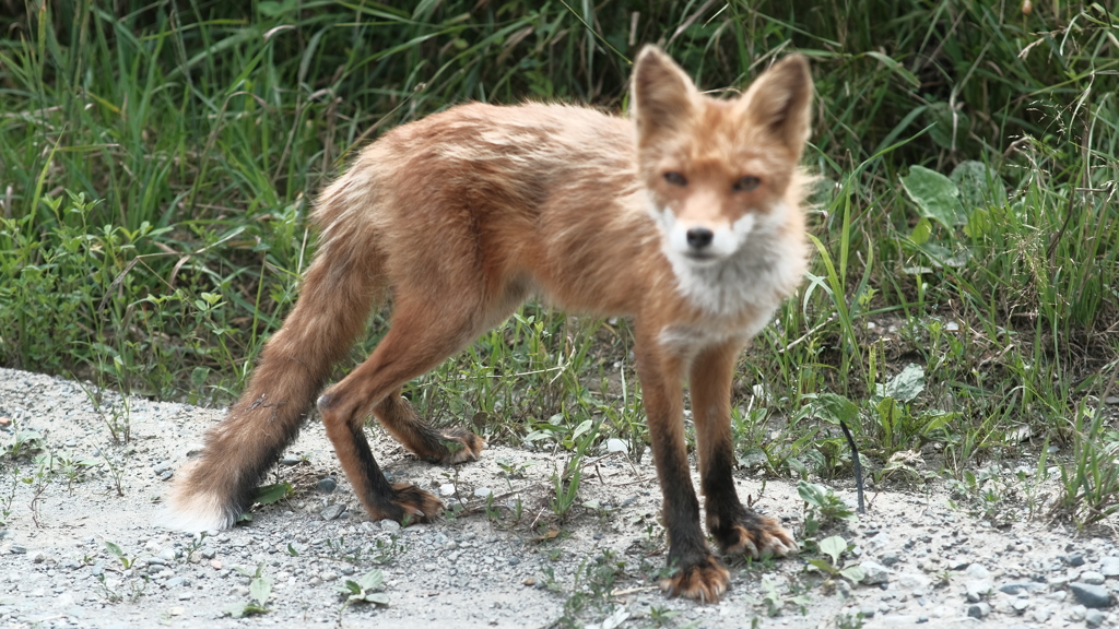 R3.08.15_野キツネ