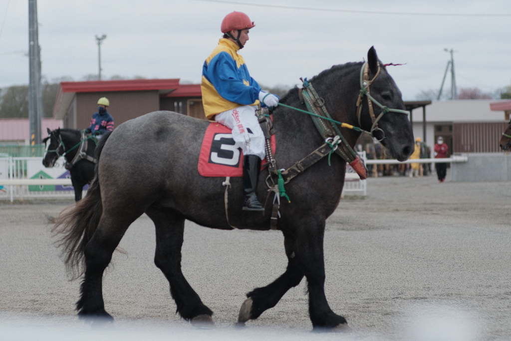 R4.05.01_帯広ばんえい競馬①