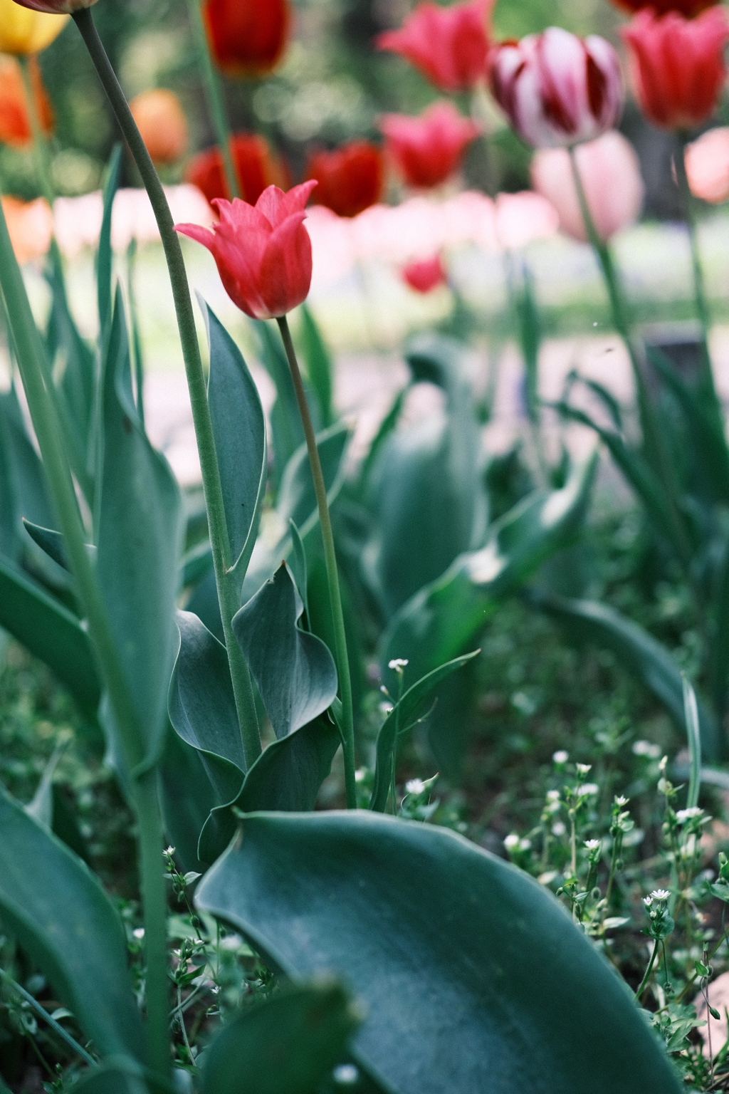 R5.05.13_札幌円山公園④