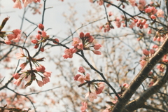 R6.04.21_近所の桜①