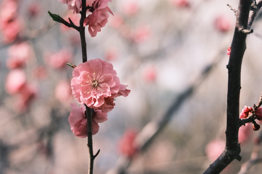 R5.04.30_リベンジ平岡公園梅まつり⑦
