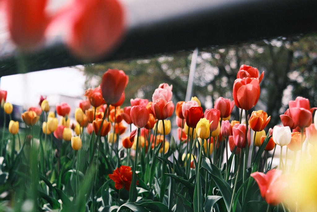 R5.05.07_近場散歩⑯