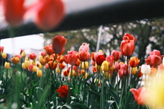 R5.05.07_近場散歩⑯