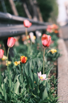 R5.05.07_近場散歩㉓