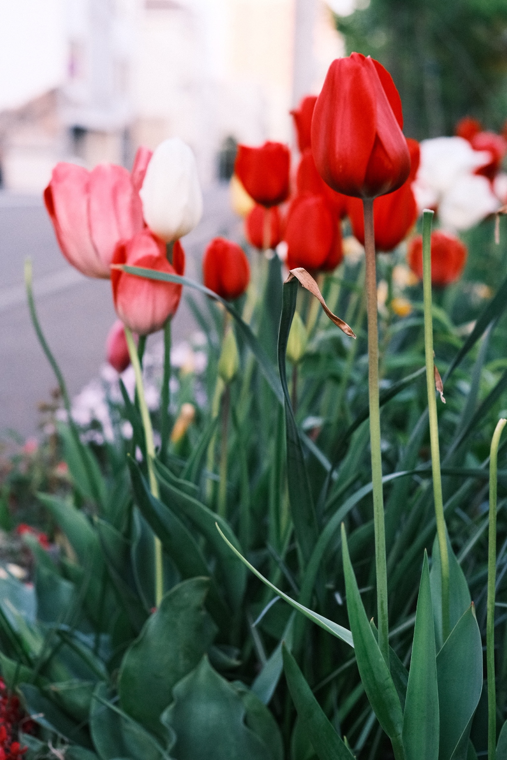 R5.05.12_夕方散歩⑪