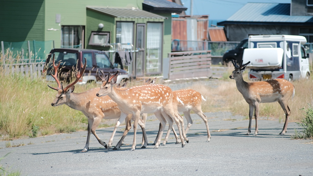 R4.07.24_稚内市の海沿いの街中で