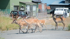 R4.07.24_稚内市の海沿いの街中で