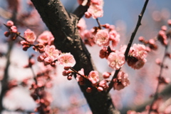 R5.04.30_リベンジ平岡公園梅まつり⑧