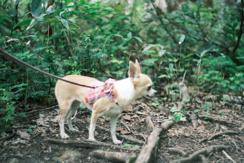 R5.05.14_夫婦登山_八剣山④