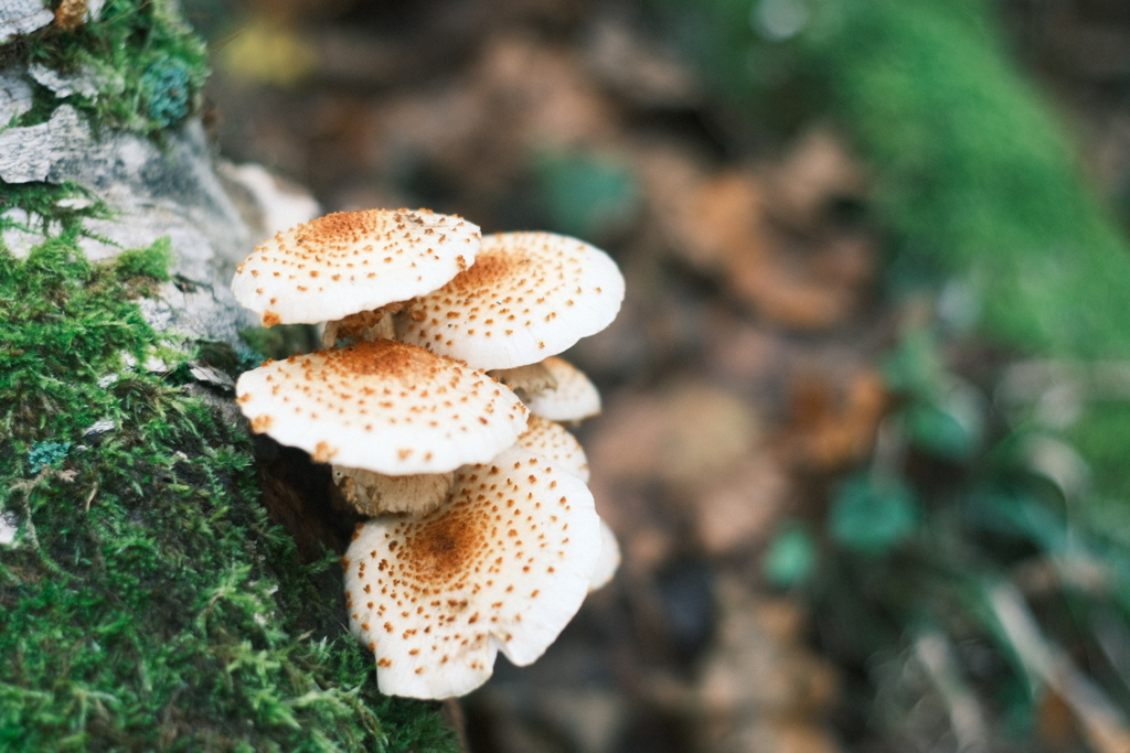 R5.09.10_夫婦登山_恵庭岳⑥