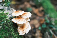 R5.09.10_夫婦登山_恵庭岳⑥