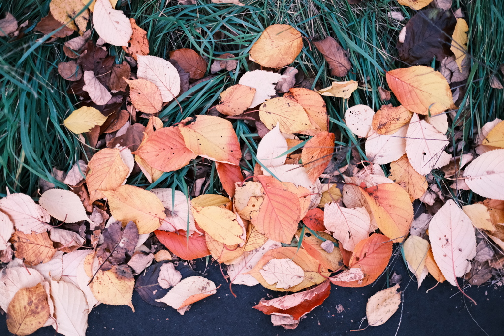 R5.11.02_夕方散歩④