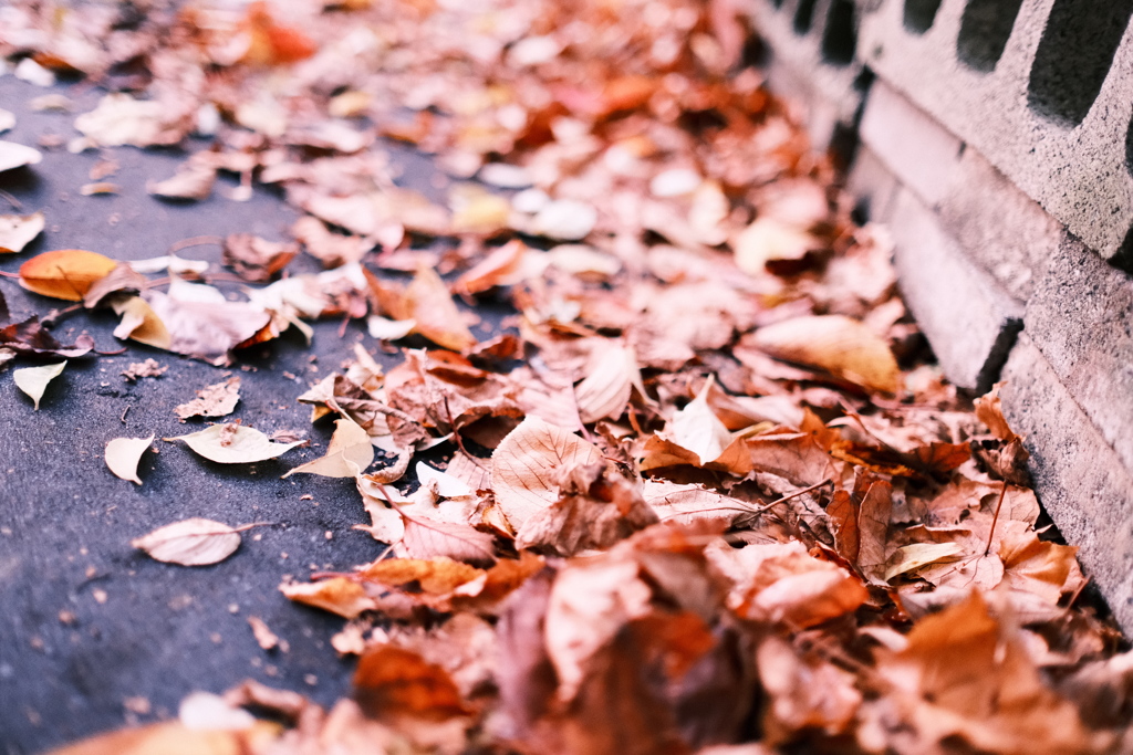 R5.11.02_夕方散歩①