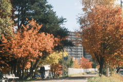 R7.11.03_2025紅葉散歩②