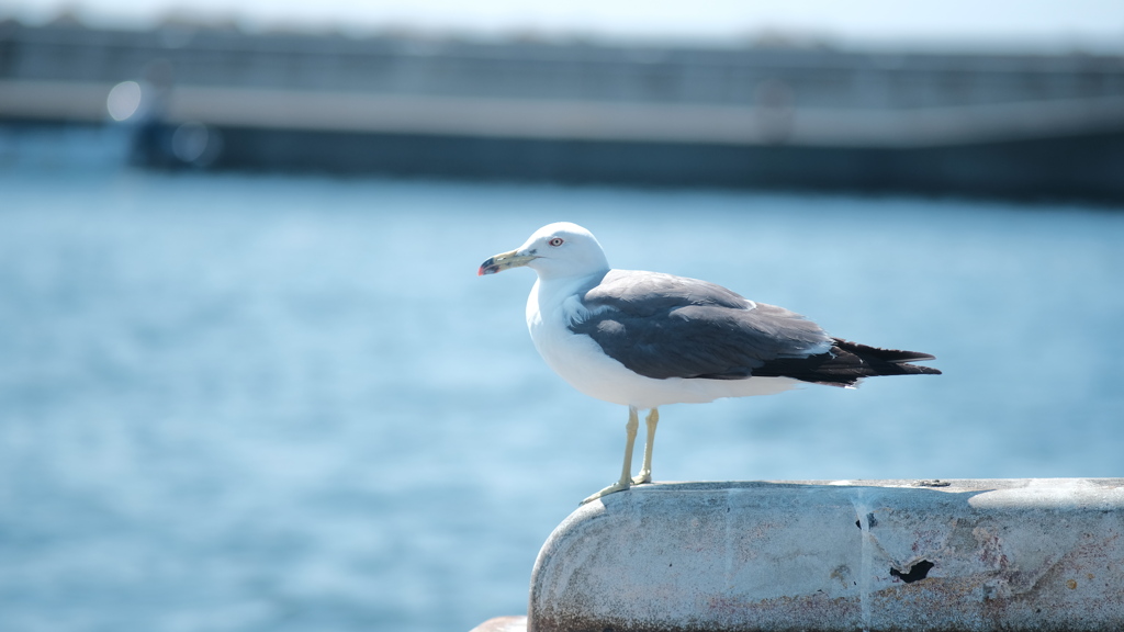 R3.07.24_ノシャップ岬②