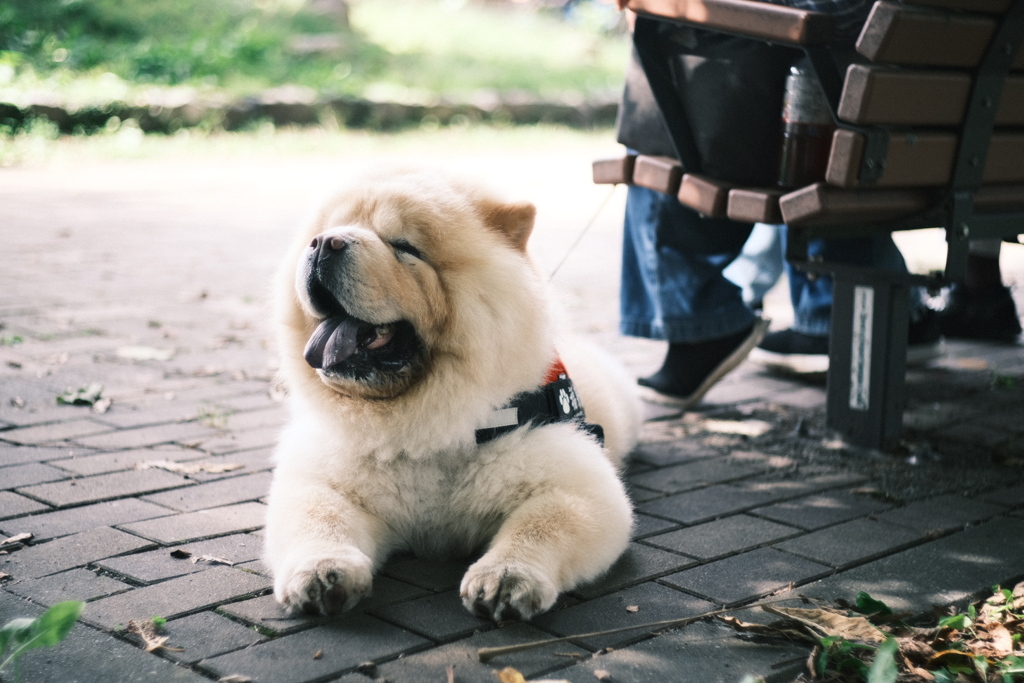 R5.09.17_千歳サーモンパーク②