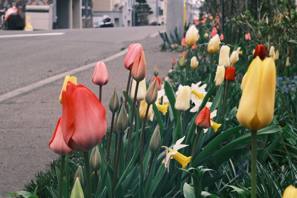 R5.04.29_夕方散歩②